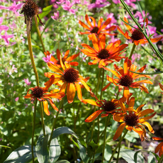 Oranje zonnehoed, Echinacea in combinatie met roze bloeiers.